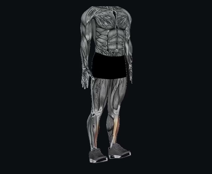 Elevación de puntas (tibial anterior) — demostración