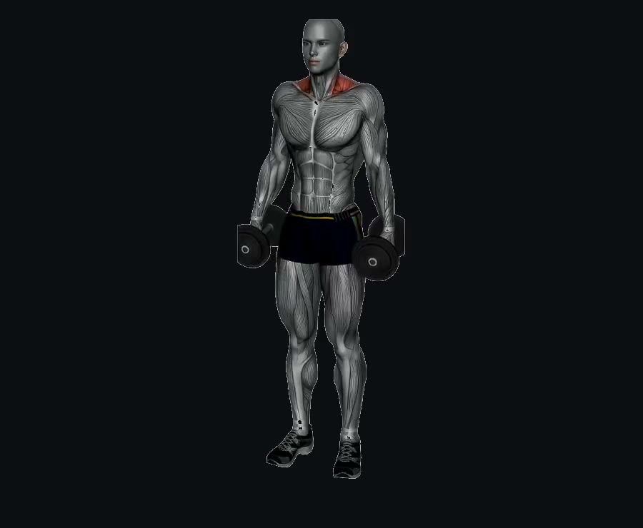 Encogimientos de hombros (shrugs) — demostración