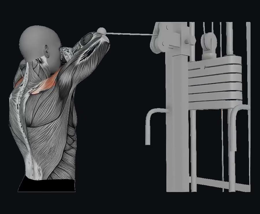 Face pull (jalón a la cara) — demostración
