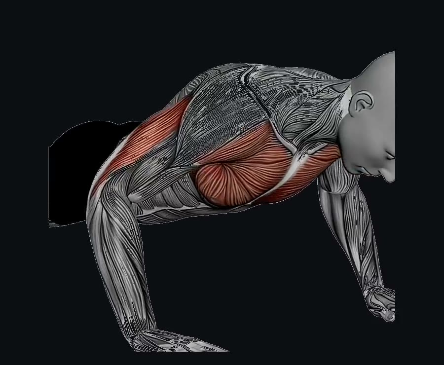 Flexiones de brazos — demostración