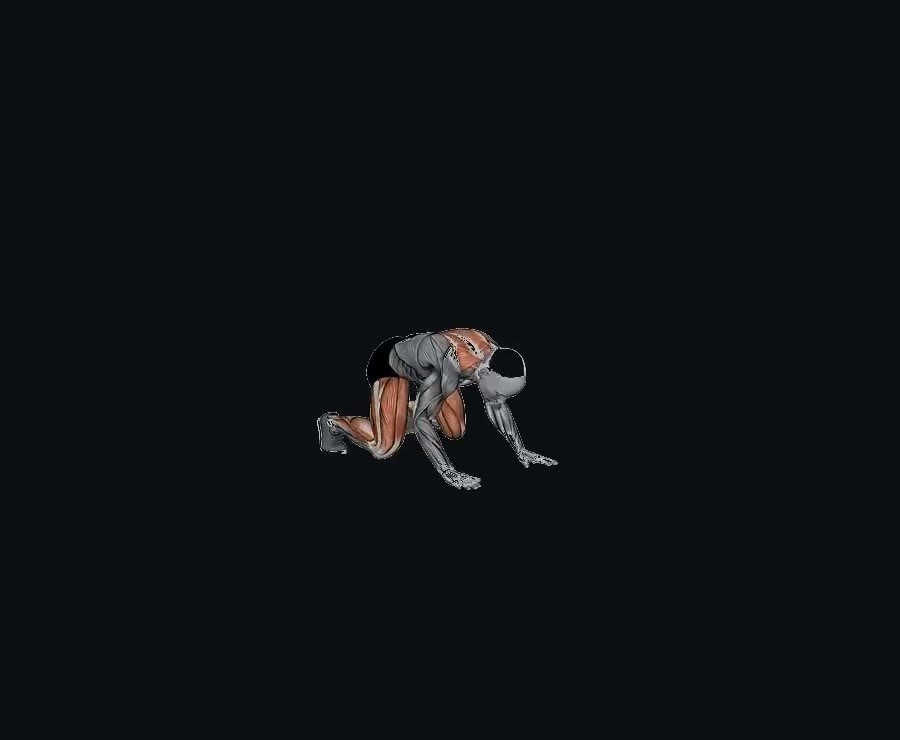 Gateo del oso (bear crawl) — demostración