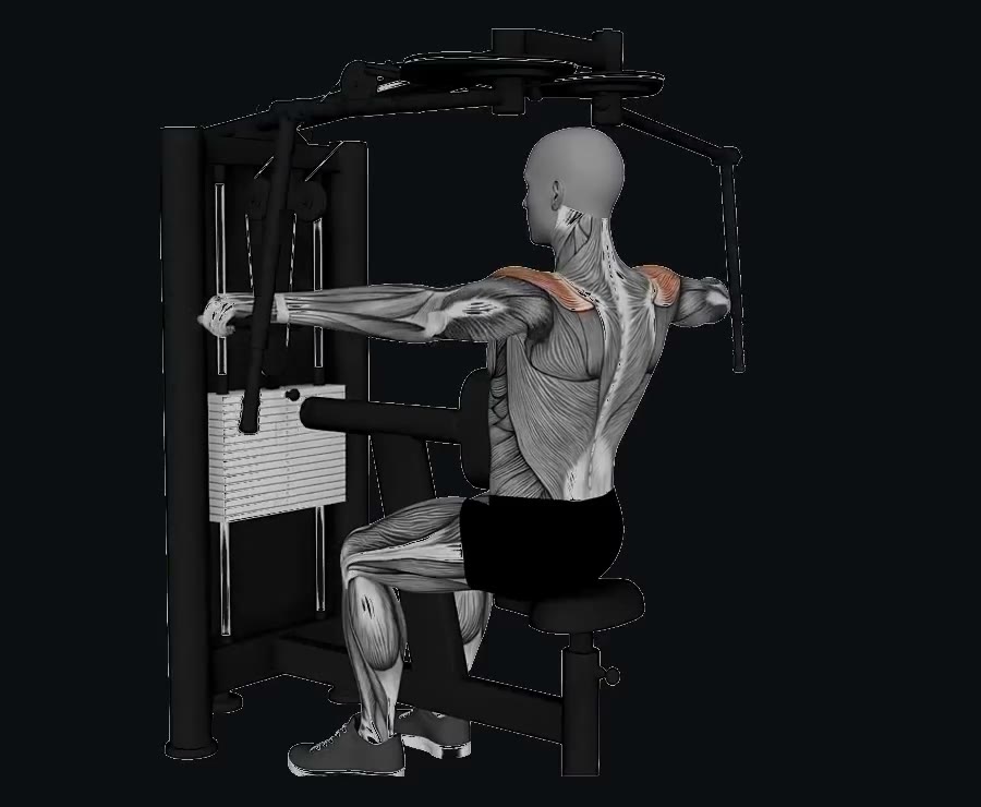 Pájaros en máquina (deltoide posterior) — demostración