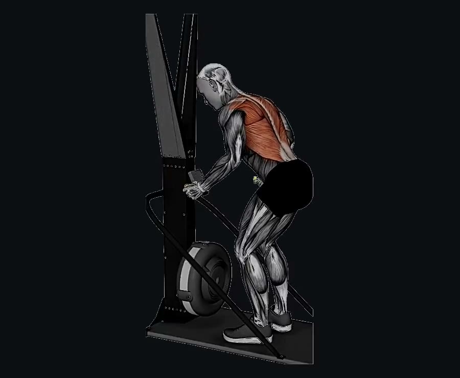 Ski erg (esquí de fondo en máquina) — demostración